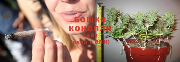 сатива Карпинск