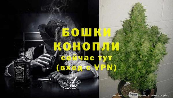 сатива Карпинск